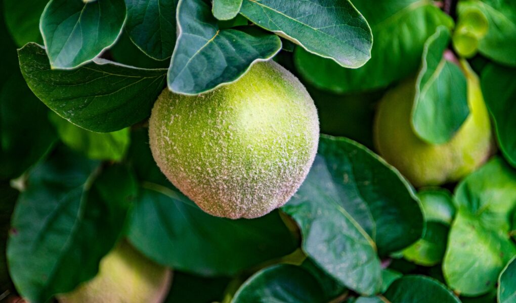 Sok z pigwy – naturalny sposób na wzmocnienie odporności