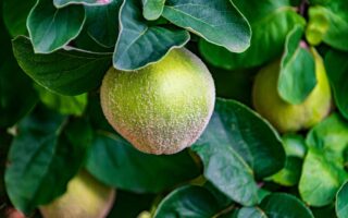 Sok z pigwy – naturalny sposób na wzmocnienie odporności