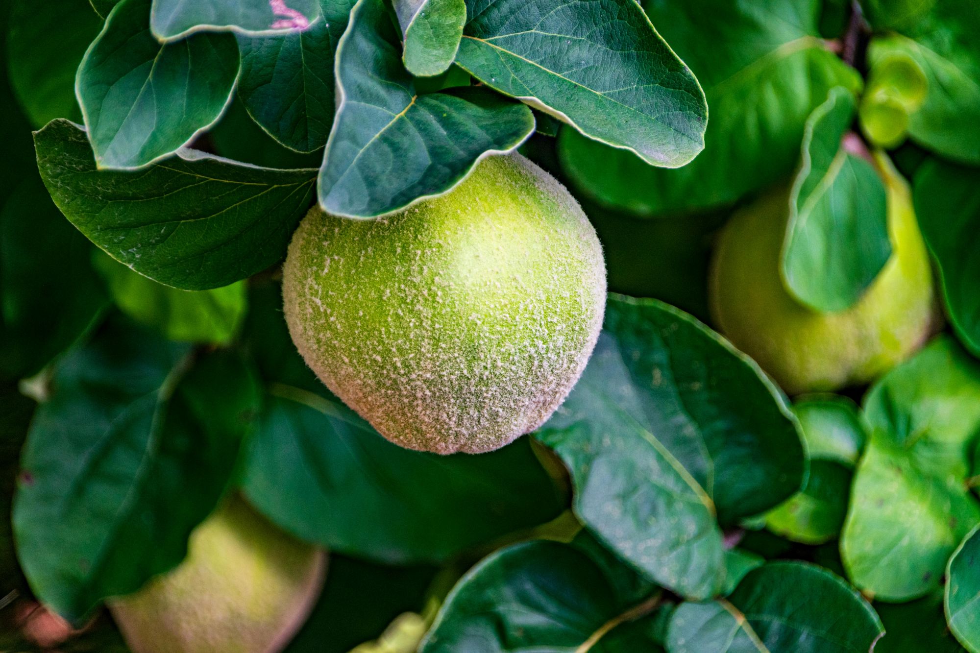 Sok z pigwy – naturalny sposób na wzmocnienie odporności