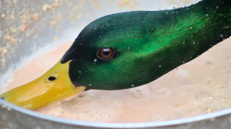 Bonni-M sANO Pasza mleczny cukierek dla prosiąt
