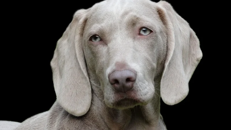Buster Kaganiec Nylonowy 4