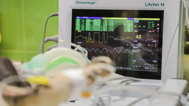 Contec Elektrokardiograf Ecg 300 Gt Vet