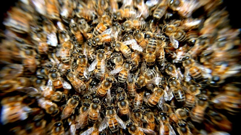Dłuto nierdzewne amerykańskie krótkie – BeeTools BT 10T1