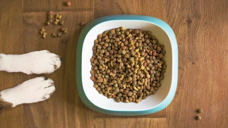 DOG CHOW ADULT z jagnięciną 2×14 kg