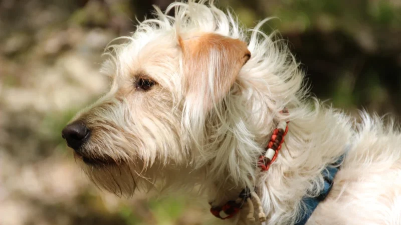 Dr Petcare Max Biocide Collar Obroża Na Pchły I Insekty Dla Psa Rasy Średniej 60Cm Bayer Drontal Plus Flavour Tabletki Odrobaczające Psów
