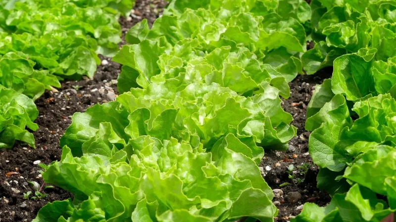 Herbalex Plastry Oczyszczające Z Konopiami 2szt.
