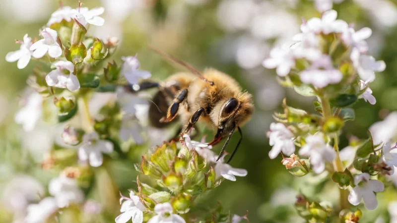 Kosmetyki miodowe do pielęgnacji ciała – naturalne połączenie miodu tymiankowego
