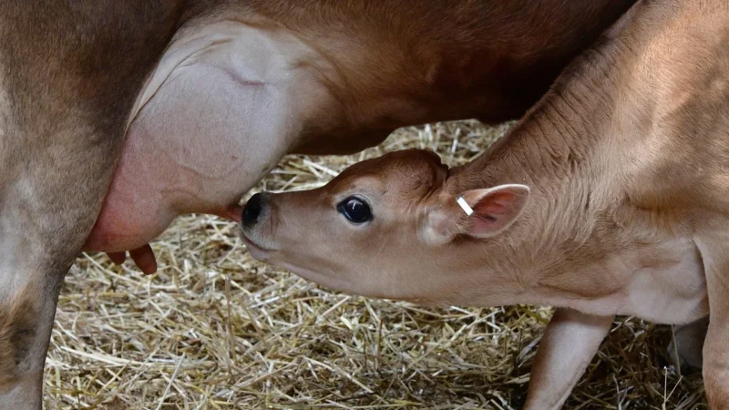 Mleko dla cieląt Piastmilk 2 20kg Piast Milk