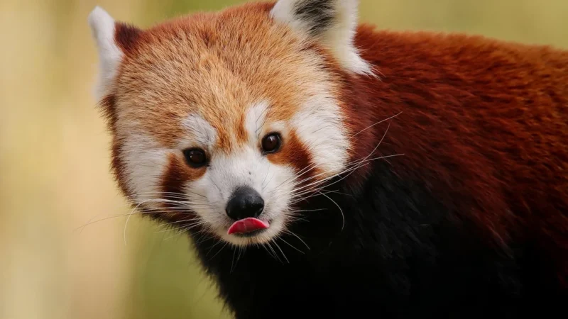 Panda Med12 Autoklaw Klasy B Z Drukarką Expressline