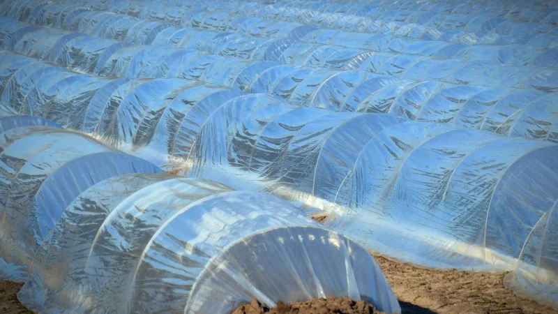 Plandeka Geko 10x10M 80G/M2