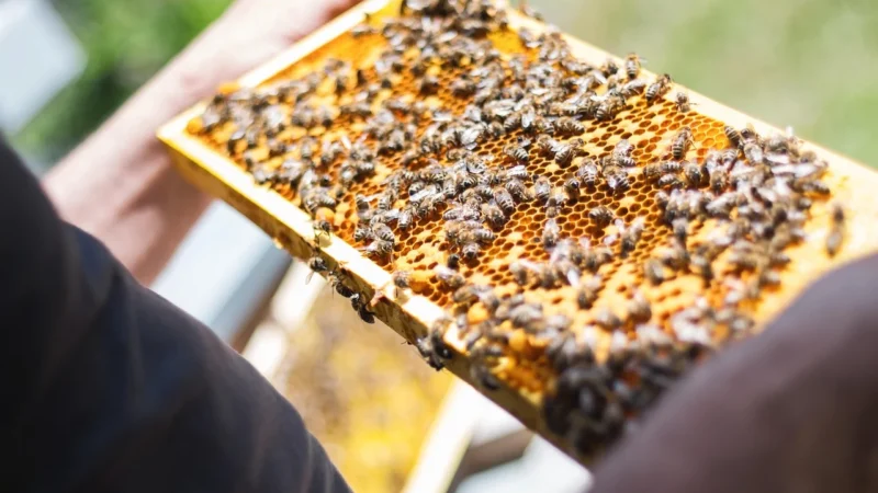 Propolis – naturalny antybiotyk z ula