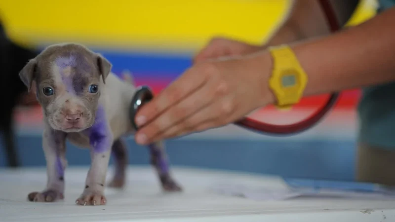 Spirit Medical Spirit Ck-F606Dpf Stetoskop Pediatryczny Żółty