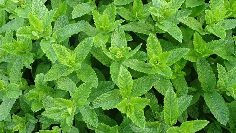 TLEN INHALACYJNY 95%  miętowy w puszce 5 litrów  100% naturalny OXYwatt